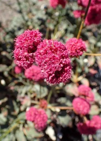 Eriogonum Grande Var. Rubescens Red-Flowered Or Rosy Buckwheat 10 Seeds