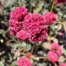 Eriogonum Grande Var. Rubescens Red-Flowered Or Rosy Buckwheat 10 Seeds