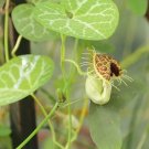 Aristolochia Fimbriata White Veined Hardy Dutchman'S Pipe 5 Seeds
