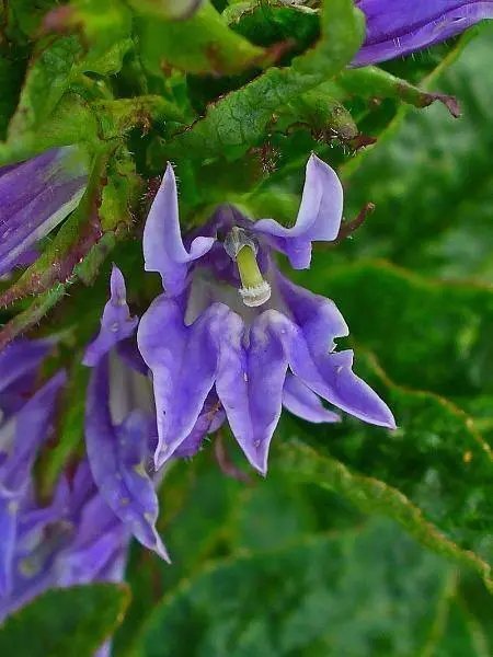 Lobelia Siphilitica Blue Cardinal Flower, Big Blue Lobelia 200 Seeds