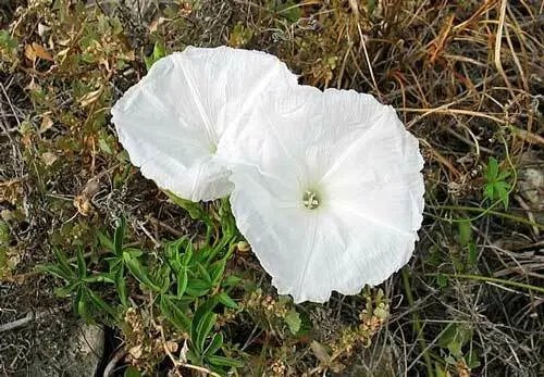 Ipomoea Cairica Alba Mile-A-Minute Vine Cairo Or Coast Morning Glory 5 See
