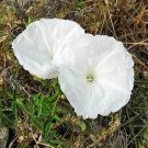 Ipomoea Cairica Alba Mile-A-Minute Vine Cairo Or Coast Morning Glory 5 See