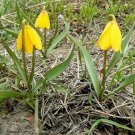 Fritillaria Pudica Yellow Fritillary Yellow Mission Bells 10 Seeds