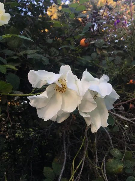 Rosa Rugosa Var. Alba Rugosa Rose 10 Seeds