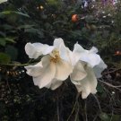 Rosa Rugosa Var. Alba Rugosa Rose 10 Seeds
