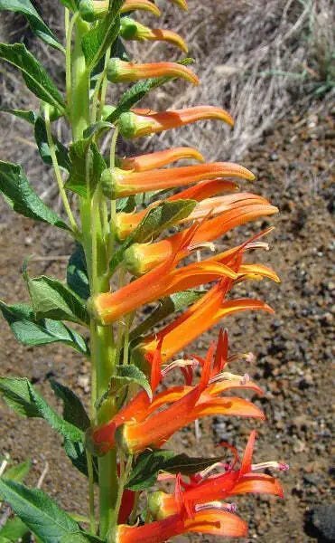 Lobelia Laxiflora Subsp. Angustifolia Hardy Or Mexican Lobelia 50 Seeds