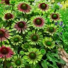 Echinacea Purpurea Green Twister Coneflower 5 Seeds