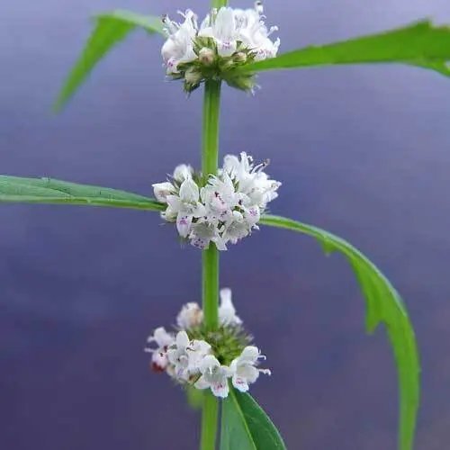 Lycopus Americanus American Bugleweed Common Water Horehound 20 Seeds
