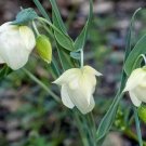 Calochortus Albus White Or Pink Fairy Lantern 5 Seeds