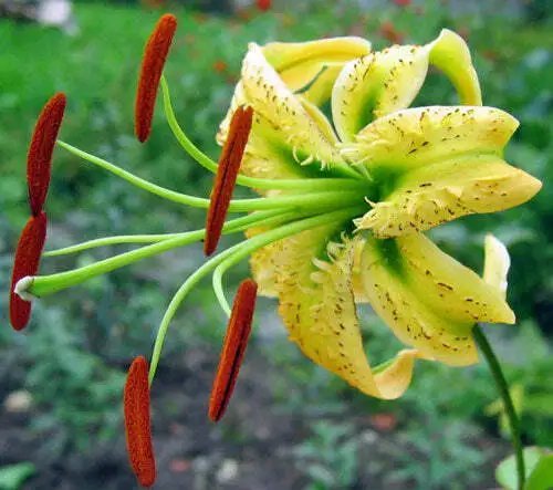 Lilium Henryi Var. Citranum Tiger Lily 10 Seeds