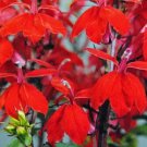Lobelia Speciosa 'Starship Scarlet' 10 Pelletted Seeds