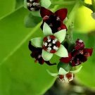 Santalum Album Chandana Indian Or White Sandalwood 10 Seeds Santalum Album Chandana Indian Or White Sandalwood 10 Seeds