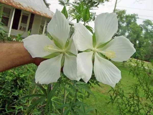 Hibiscus Coccineus Alba White Texas Star 5 Seeds