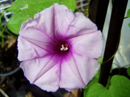 Ipomoea Leptophylla Lavender Moonvine Bush Moonflower 5 Seeds