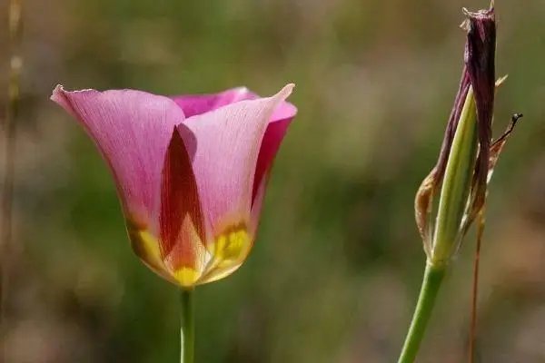 Calochortus Nuttallii (Pink Form) Nuttall'S Mariposa Sego Lily 10 Seeds