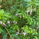 Fuchsia Magellanica V. Molinae Maidens Blush 50 Seeds
