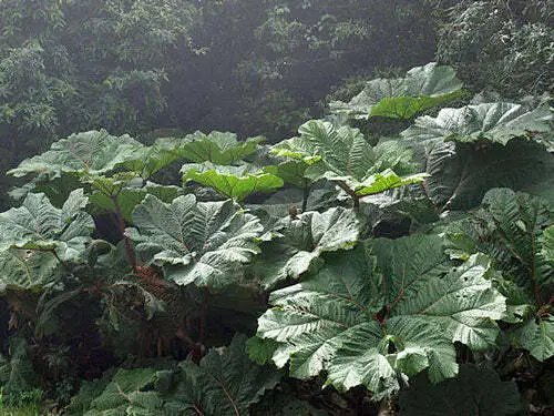 Gunnera Insignis Poor Man'S Parasol Or Umbrella 50 Seeds