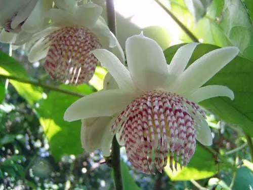 Passiflora Adenopoda 5 Seeds