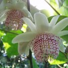 Passiflora Adenopoda 5 Seeds