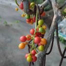 Tinospora Cordifolia Heart-Leaved Moonseed Guduchi 10 Seeds