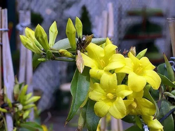 Gelsemium Sempervirens Carolina Or Yellow Jasmine 10 Seeds