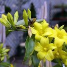 Gelsemium Sempervirens Carolina Or Yellow Jasmine 10 Seeds