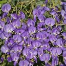 Bolusanthus Speciosus African Wisteria Tree 5 Seeds