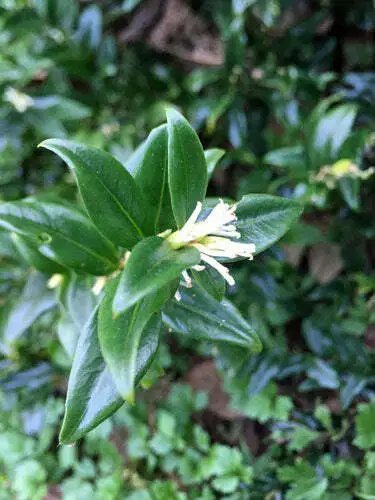 Sarcococca Ruscifolia Fragrant Sweet Box 5 Seeds