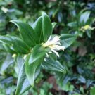 Sarcococca Ruscifolia Fragrant Sweet Box 5 Seeds