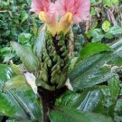 Costus Guanaiensis Spiral Ginger 5 Seeds