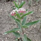 Asclepias Hallii Hall'S Milkweed Purple Silkweed 10 Seeds