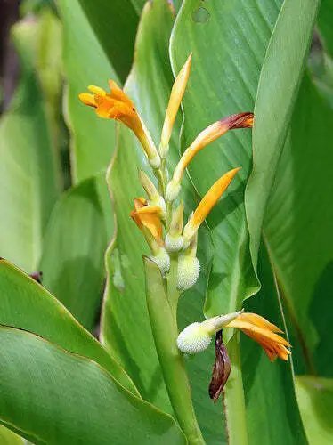 Canna Jaegeriana Orange Canna Lily 10 Seeds 