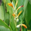 Canna Jaegeriana Orange Canna Lily 10 Seeds