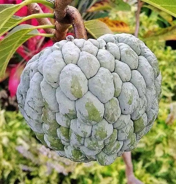 Annona Squamosa Sugar Apple Sweetsop 50 Seeds
