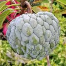 Annona Squamosa Sugar Apple Sweetsop 50 Seeds