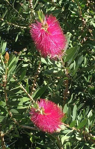 Callistemon Salignus 'Eureka' Pink Bottlebrush 20 Seeds
