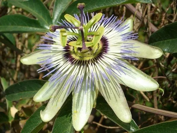 Passiflora Caerulea Jesus Flower Hardy Passion Flower Blue Crown 25 Seed