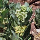 Asclepias Latifolia Broadleaf Milkweed 10 Seeds
