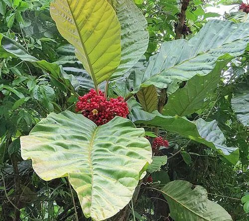 Pentagonia Macrophylla 5 Seeds