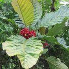 Pentagonia Macrophylla 5 Seeds