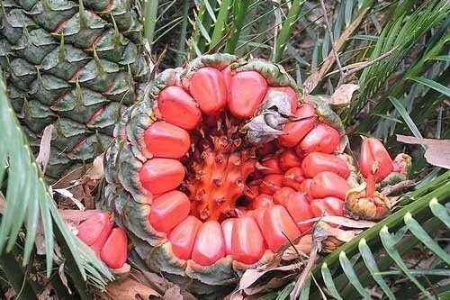 Macrozamia Communis Burrawang 2 Seeds