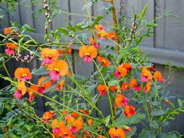 Chorizema Diversifolium Climbing Flame Pea 20 Seeds