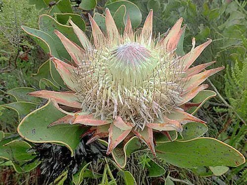 Protea Cynaroides King Protea Honeypot King Sugar Bush 5 Seeds