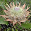 Protea Cynaroides King Protea Honeypot King Sugar Bush 5 Seeds