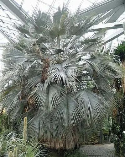 Brahea Armata Blue Hesper Palm Gray Goddess 10 Seeds