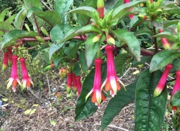 Fuchsia Denticulata 10 Seeds