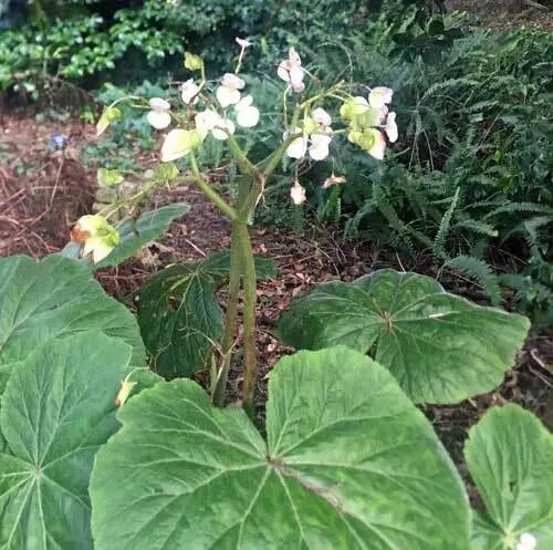 Begonia Fusca Rare 50 Seeds