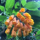 Bomarea Sp. Orange Orange Bomarea 5 Seeds