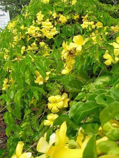 Dolichandra Unguis-Cati Cats Claw Funnel Creeper 10 Seeds