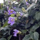 Thunbergia Grandiflora Bengal Clockvine 10 Seeds